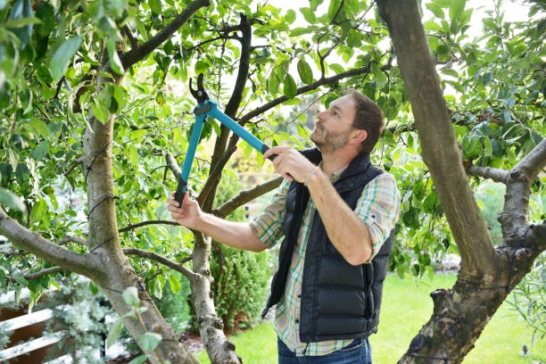 Best Root Management and Removal  in Hialeah Gardens, FL